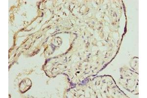 Immunohistochemistry of paraffin-embedded human placenta tissue using ABIN7150532 at dilution of 1:100 (DNAJB8 antibody  (AA 1-232))