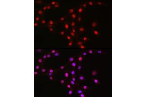 Immunofluorescence analysis of NIH/3T3 cells using MCM2 Rabbit mAb (ABIN7268538) at dilution of 1:100 (40x lens). (MCM2 antibody)
