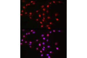 Immunofluorescence analysis of NIH/3T3 cells using MCM2 Rabbit mAb (ABIN7268538) at dilution of 1:100 (40x lens).