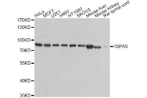 Western blot analysis of extracts of various cell lines, using HSPA5 antibody (ABIN5970071) at 1/1000 dilution. (GRP78 antibody)