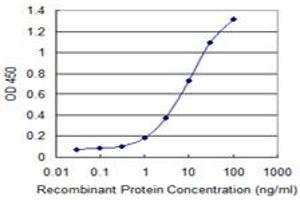 Detection limit for recombinant GST tagged POLR3B is 0. (POLR3B antibody  (AA 2-100))