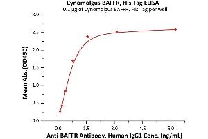Immobilized Cynomolgus BAFFR, His Tag (ABIN6972951) at 1 μg/mL (100 μL/well) can bind A Antibody, Human IgG1 with a linear range of 0. (TNFRSF13C Protein (AA 7-76) (His tag))