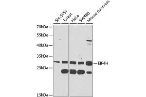 Western blot analysis of extracts of various cell lines, using EIF4H antibody (ABIN6127839, ABIN6140098, ABIN6140099 and ABIN6225288) at 1:1000 dilution. (EIF4H antibody  (AA 1-228))