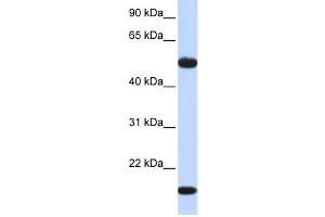 Western Blotting (WB) image for anti-Adenylosuccinate Synthase Like 1 (ADSSL1) antibody (ABIN2459196) (ADSSL1 antibody)