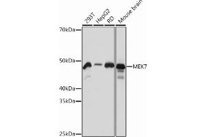 Western blot analysis of extracts of various cell lines, using MEK7 Rabbit mAb  at 1:1000 dilution. (MAP2K7 antibody)
