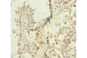 Immunohistochemistry of paraffin-embedded human testis tissue using ABIN7152960 at dilution of 1:100 (FKBPL antibody  (AA 1-349))