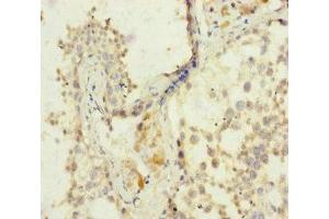 Immunohistochemistry of paraffin-embedded human testis tissue using ABIN7152960 at dilution of 1:100
