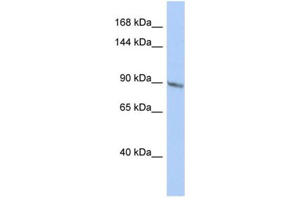 TBC1D2B antibody  (Middle Region)