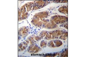 MORN1 Antibody (N-term) (ABIN657283 and ABIN2846371) immunohistochemistry analysis in formalin fixed and paraffin embedded human stomach tissue followed by peroxidase conjugation of the secondary antibody and DAB staining. (MORN1 antibody  (N-Term))