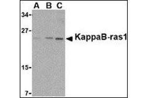 Western blot analysis of KappaB ras1 in RAW264. (NKIRAS1 antibody  (C-Term))