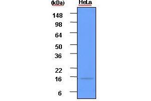 Western blot analysis: Cell lysates of HeLa(each 50ug) were resolved by SDS-PAGE, transferred to PVDF membrane and probed with anti-human ISG15 (1:1000). (ISG15 antibody)