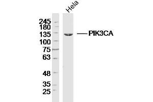 HeLa Cell lysates probed with PI3KCA Polyclonal Antibody, unconjugated  at 1:300 overnight at 4°C followed by a conjugated secondary antibody for 60 minutes at 37°C.