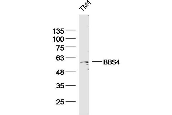BBS4 抗体  (AA 431-519)