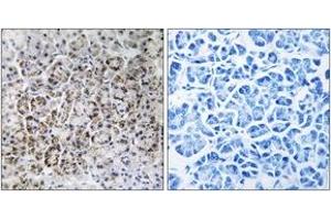 Immunohistochemistry (IHC) image for anti-Mitochondrial Ribosomal Protein L40 (MRPL40) (AA 101-150) antibody (ABIN2890055) (MRPL40 antibody  (AA 101-150))