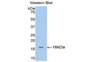Western Blotting (WB) image for anti-Fibroblast Growth Factor Receptor 1 (FGFR1) (AA 236-362) antibody (ABIN3201622) (FGFR1 antibody  (AA 236-362))
