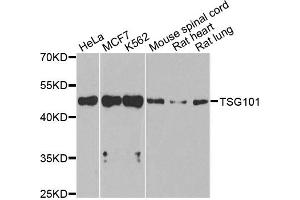 Western blot analysis of extracts of various cell lines, using TSG101 antibody. (TSG101 antibody)