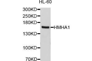 Western blot analysis of extracts of HL-60 cells, using ARHGAP45 antibody (ABIN5997256) at 1/1000 dilution. (HMHA1 antibody)