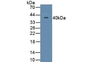 Detection of Recombinant MRP1, Human using Monoclonal Antibody to Motility Related Protein (MRP1) (CD9 antibody  (AA 112-195))