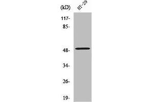 Western Blot analysis of HT29 cells using ZFYVE19 Polyclonal Antibody