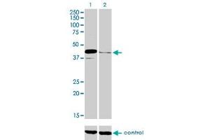 Western blot analysis of PAX5 over-expressed 293 cell line, cotransfected with PAX5 Validated Chimera RNAi (Lane 2) or non-transfected control (Lane 1). (PAX5 antibody  (AA 192-301))
