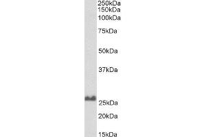 Biotinylated ABIN4902764 (0. (SNAP25 antibody  (C-Term) (Biotin))