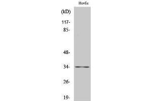Western Blotting (WB) image for anti-Cyclin-Dependent Kinase 2 (CDK2) (C-Term) antibody (ABIN3183838) (CDK2 antibody  (C-Term))