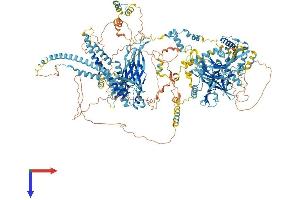 AlphaFold protein structure predicition of Human Recombinant CC2D2A Protein, UniprotID Q9P2K1 (CC2D2A Protein (AA 1-1620) (His tag))