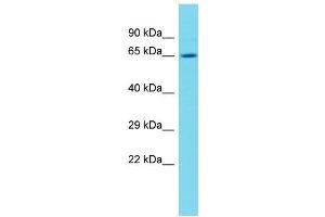 Host:  Rabbit  Target Name:  Nfe2l2  Sample Type:  Rat Thymus lysates  Antibody Dilution:  1. (NRF2 antibody  (N-Term))