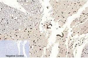 Immunohistochemical analysis of paraffin-embedded rat spinal cord tissue. (Histone 3 antibody  (acLys9))