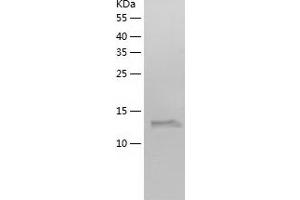 Western Blotting (WB) image for Ribosomal Protein L22 (RPL22) (AA 1-128) protein (His tag) (ABIN7124881) (RPL22 Protein (AA 1-128) (His tag))
