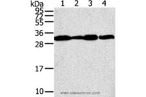 Western blot analysis of A375, A431, lovo and hela cell, using STX10 Polyclonal Antibody at dilution of 1:800 (Syntaxin 10 antibody)