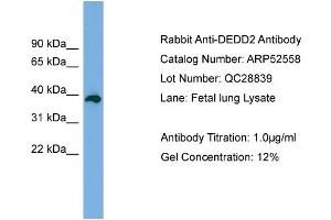 WB Suggested Anti-DEDD2  Antibody Titration: 0.