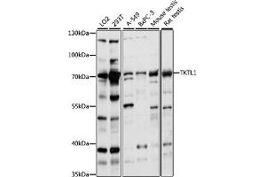Western blot analysis of extracts of various cell lines, using TKTL1 antibody  at 1:1000 dilution. (TKTL1 antibody  (AA 220-340))