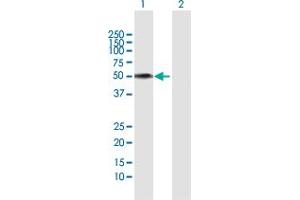 Western Blot analysis of FMO3 expression in transfected 293T cell line by FMO3 MaxPab polyclonal antibody. (FMO3 antibody  (AA 1-532))