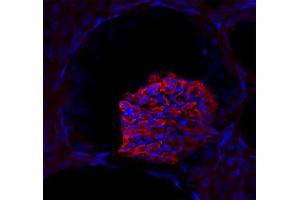 Immunostaining of a glomerolus in a mouse kidney section (dilution 1 : 200). (SYNPO antibody  (Isoform 2))