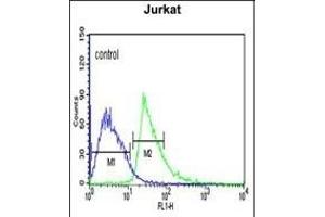 KLHL6 Antibody (C-term) (ABIN651978 and ABIN2840481) flow cytometric analysis of Jurkat cells (right histogram) compared to a negative control cell (left histogram). (KLHL6 antibody  (C-Term))