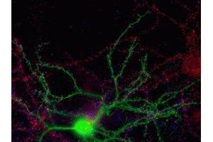 Immunostaining of 21 DIV nucleofected mouse striatal neuron (green) co-cultured with cortical neurons showing nice punctate labeling of the N-terminal NR2A subunit (red) in both the medium spiny neurons and the large pyramidal cell in the upper right. (NMDAR2A antibody  (N-Term))