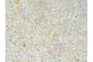 Immunohistochemistry of paraffin-embedded human tonsil tissue using ABIN7155609 at dilution of 1:100 (HLA-DRB4 antibody  (AA 30-227))