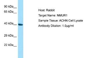 Host: RabbitTarget Name: NMUR1Antibody Dilution: 1. (NMUR1 antibody  (C-Term))