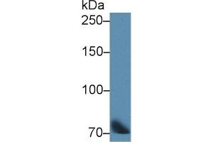 Detection of TF in Bovine Lung lysate using Polyclonal Antibody to Transferrin (TF) (Transferrin antibody)