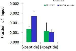 Chromatin Immunoprecipitation (ChIP) Using HDAC9 antibody - C-terminal region  and HCT116 Cells (HDAC9 antibody  (C-Term))