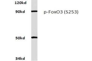Western blot analysis of Phospho-FoxO3 Antibody (pSer253) in Raw264. (FOXO3 antibody  (pSer253))