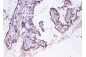 Immunohistochemistry of paraffin-embedded human placenta tissue using ABIN7142202 at dilution of 1:100