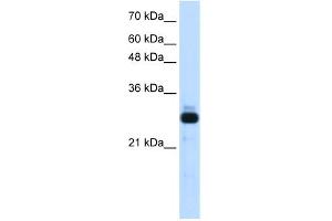 WB Suggested Anti-SAP30 Antibody Titration:  1. (SAP30 antibody  (Middle Region))