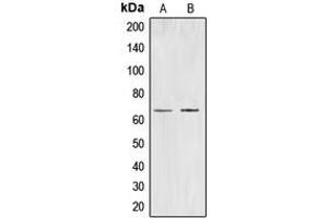 Western blot analysis of CDC40 expression in K562 (A), HuvEC (B) whole cell lysates. (CDC40 antibody  (Center))