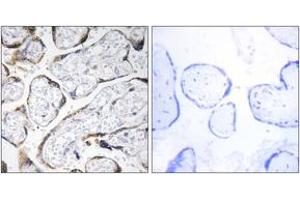 Immunohistochemistry analysis of paraffin-embedded human placenta tissue, using EFEMP2 Antibody.