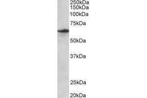 Western Blotting (WB) image for anti-Solute Carrier Family 47, Member 2 (SLC47A2) (Internal Region) antibody (ABIN2464992)