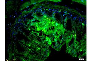 Formalin-fixed and paraffin embedded mouse small intestine tissue labeled with Anti-CD10 Polyclonal Antibody (ABIN669666), Unconjugated at 1:200, followed by conjugation to the secondary antibody Goat Anti-Rabbit IgG, FITC conjugated used at 1:200 dilution for 40 minutes at 37°C. (MME antibody  (AA 501-600))