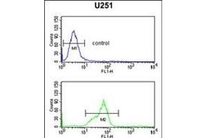HOXC6 Antibody (C-term) (ABIN651425 and ABIN2840232) flow cytometric analysis of  cells (bottom histogram) compared to a negative control cell (top histogram). (Homeobox C6 antibody  (C-Term))