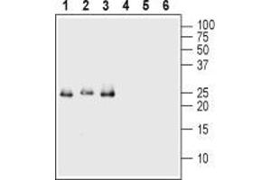 Western blot analysis of 50 ng of each Recombinant human Val66Met proBDNF (cleavage resistant) protein (#B-456) (lanes 1 and 4), Recombinant mouse proBDNF protein (#B-240) (lanes 2 and 5) and Recombinant human proBDNF protein (#B-257) (lanes 3 and 6): - 1-3. (Pro BDNF antibody  (Pro-Domain))
